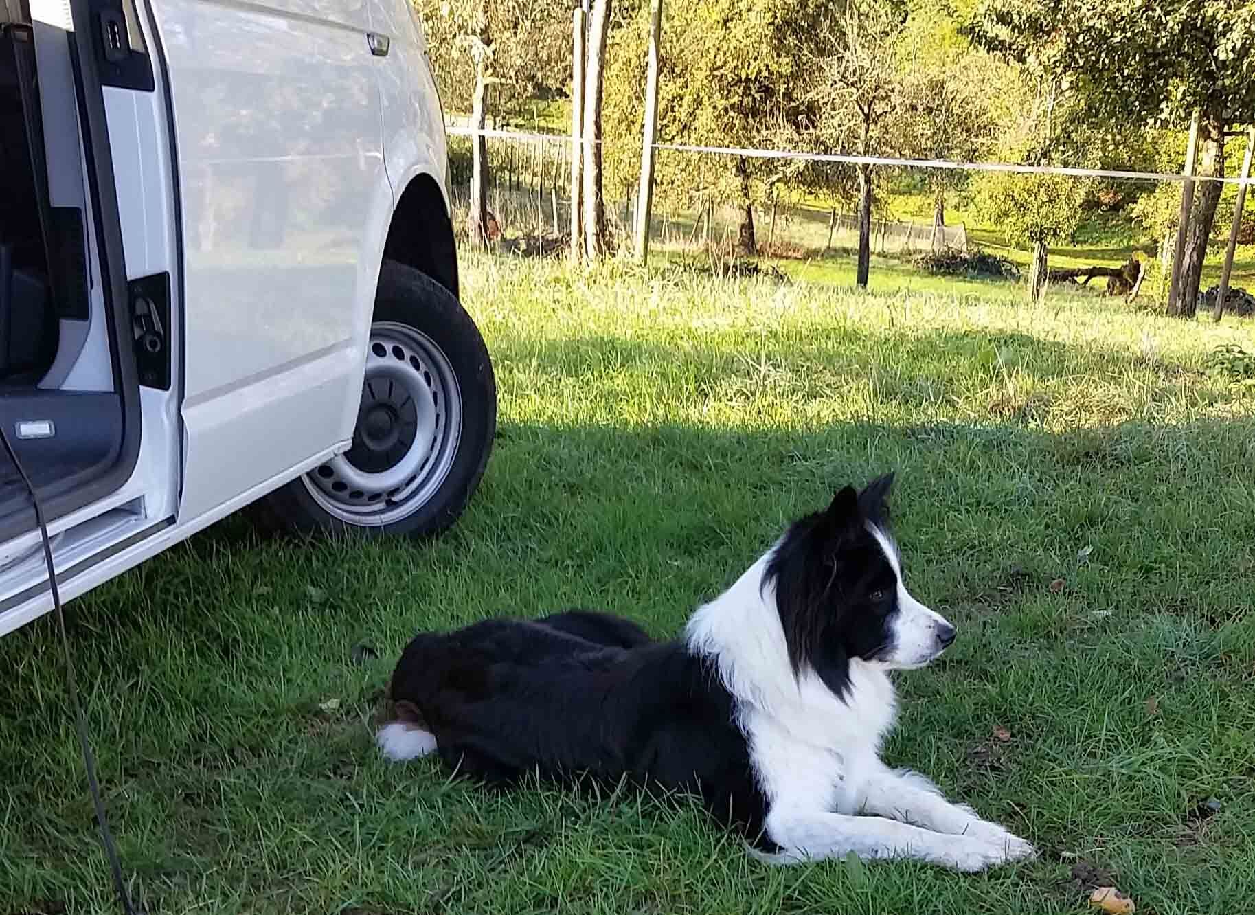 Ecocamper - Hundepaket